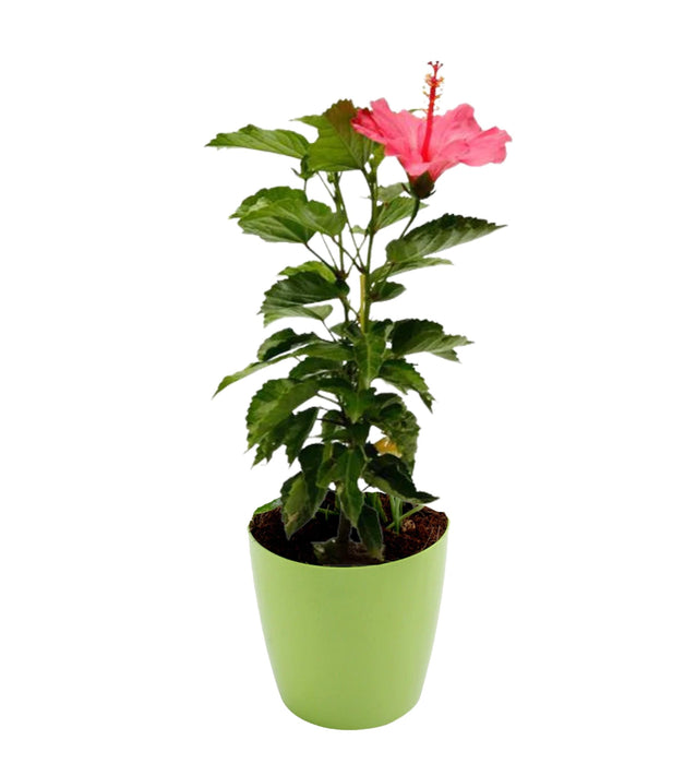 Hibiscus (Pink) Plant