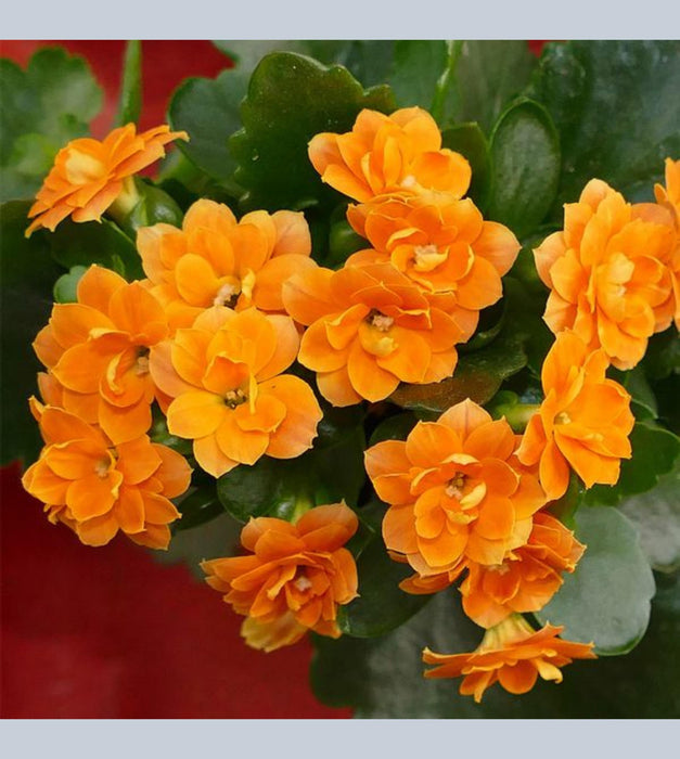 Kalanchoe (orange) Plant