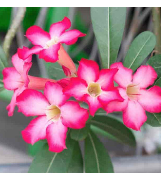 Adenium (Any Color) Plant Self Watering Pot