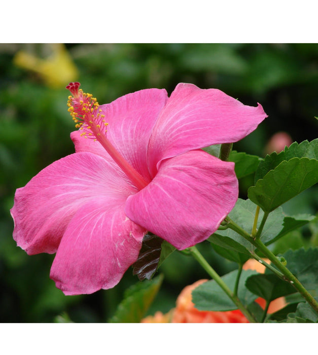 Hibiscus (Pink) Plant
