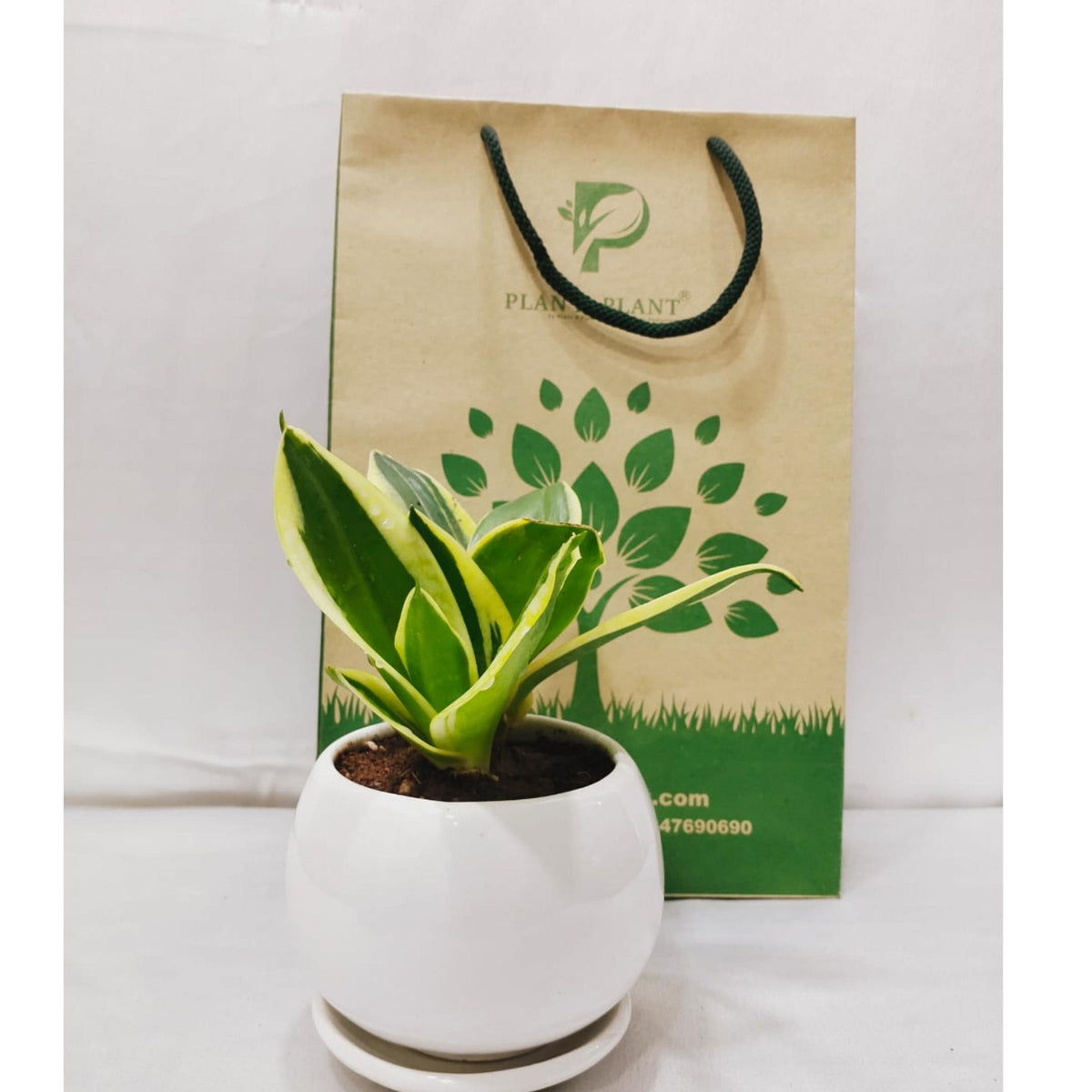 Snake Plant in Ceramic Pot Snake Plant in Ceramic Pot