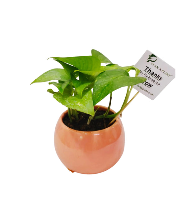 Money Plant Green In 3 inch Ceramic Pot