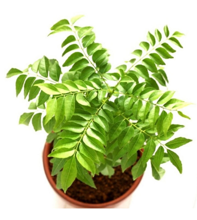 Curry Leaves, Kadi Patta Plant
