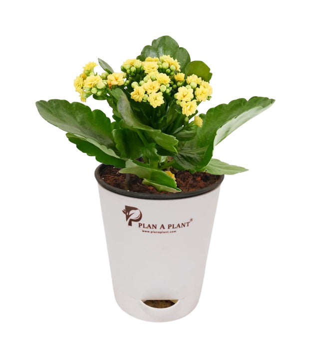 Kalanchoe (yellow) Plant 5inch Self Watering