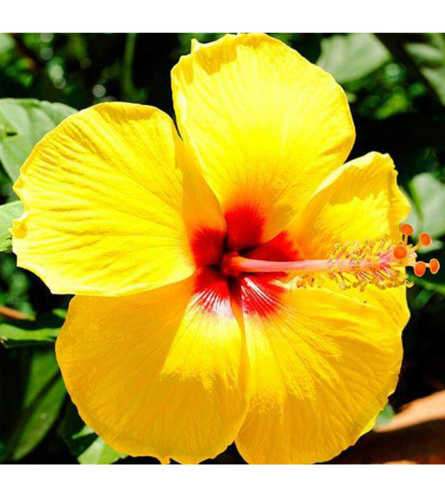 Hibiscus (Yellow) Plant