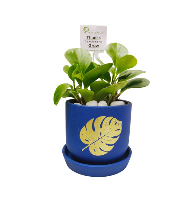 Peperomia Plant In 4inch Terracotta Pot