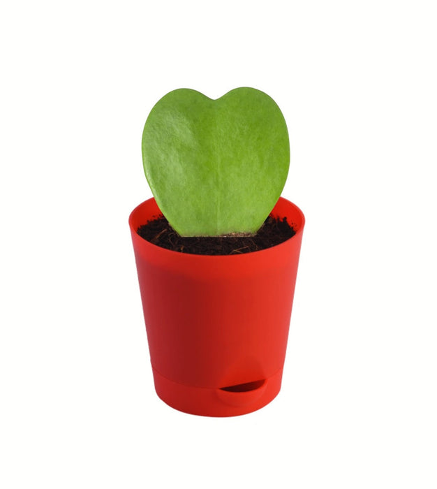 Hoyakeri heart plant with red pot