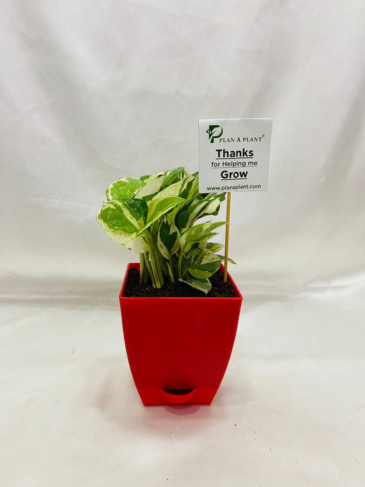 Money Plant N` joy in 3 inch Self Watering Pot