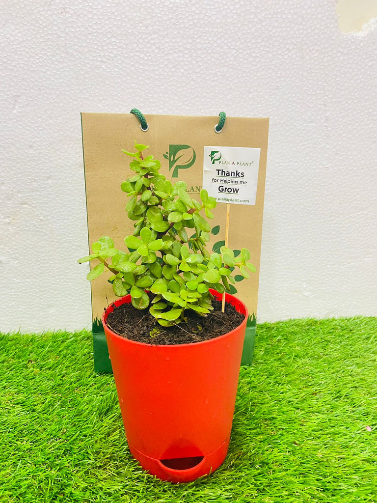 jade plant self watering pot Jade in 4inch Self Watering Pot — Plan A Plant