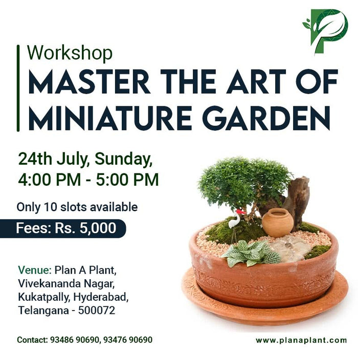 Workshop Miniature Garden