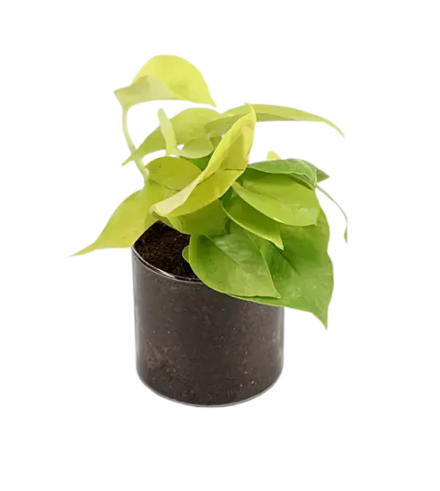 Money plant Green in Transparent Glass pot