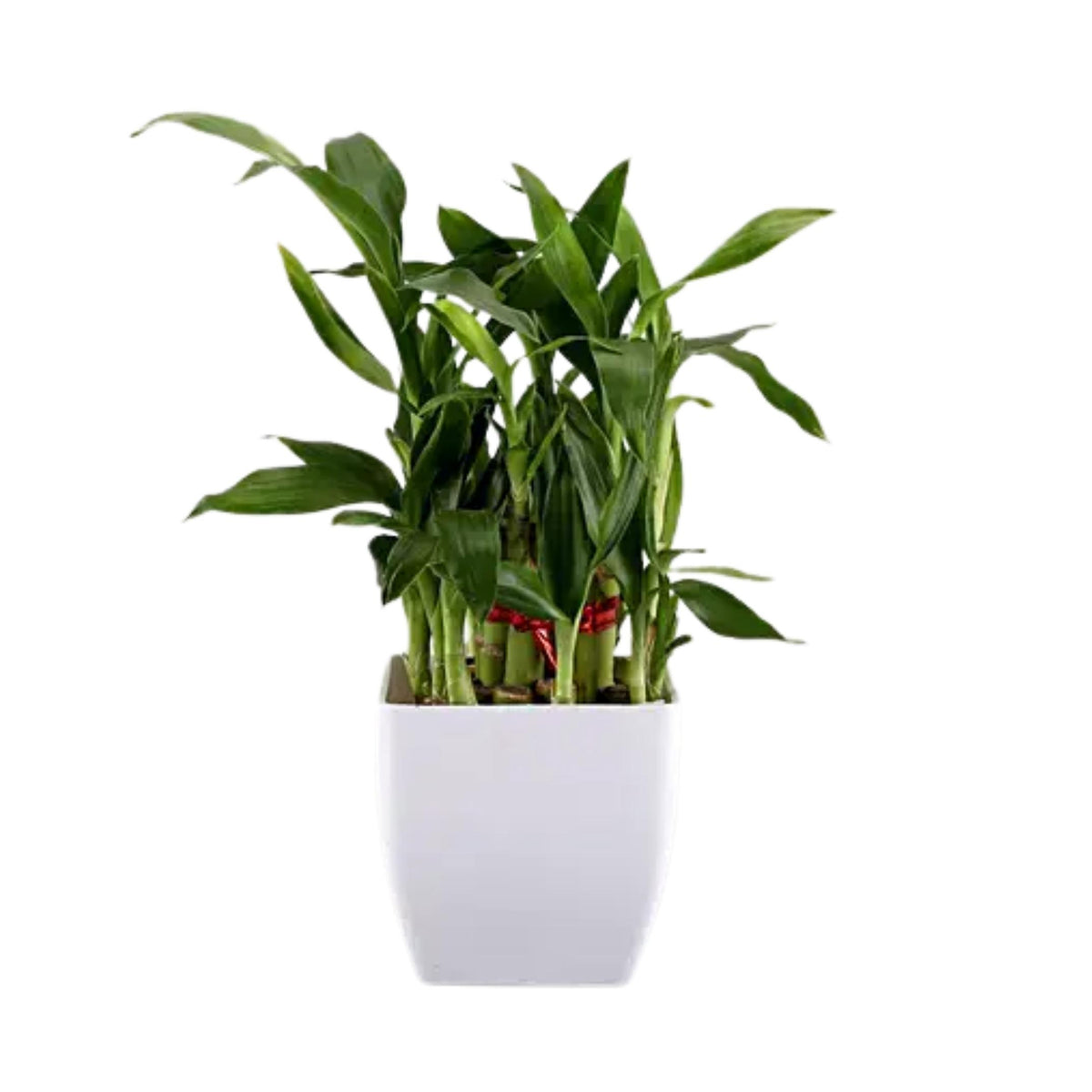 2 layer lucky bamboo plant Two Layer Lucky Bamboo in 5 inches pot — Plan A Plant