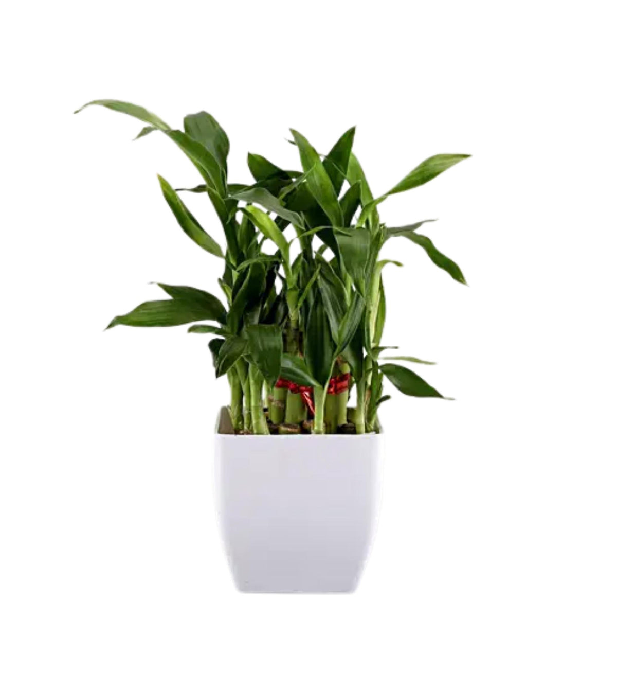 lucky bamboo white leaves Two Layer Lucky Bamboo in 5 inches pot — Plan A Plant