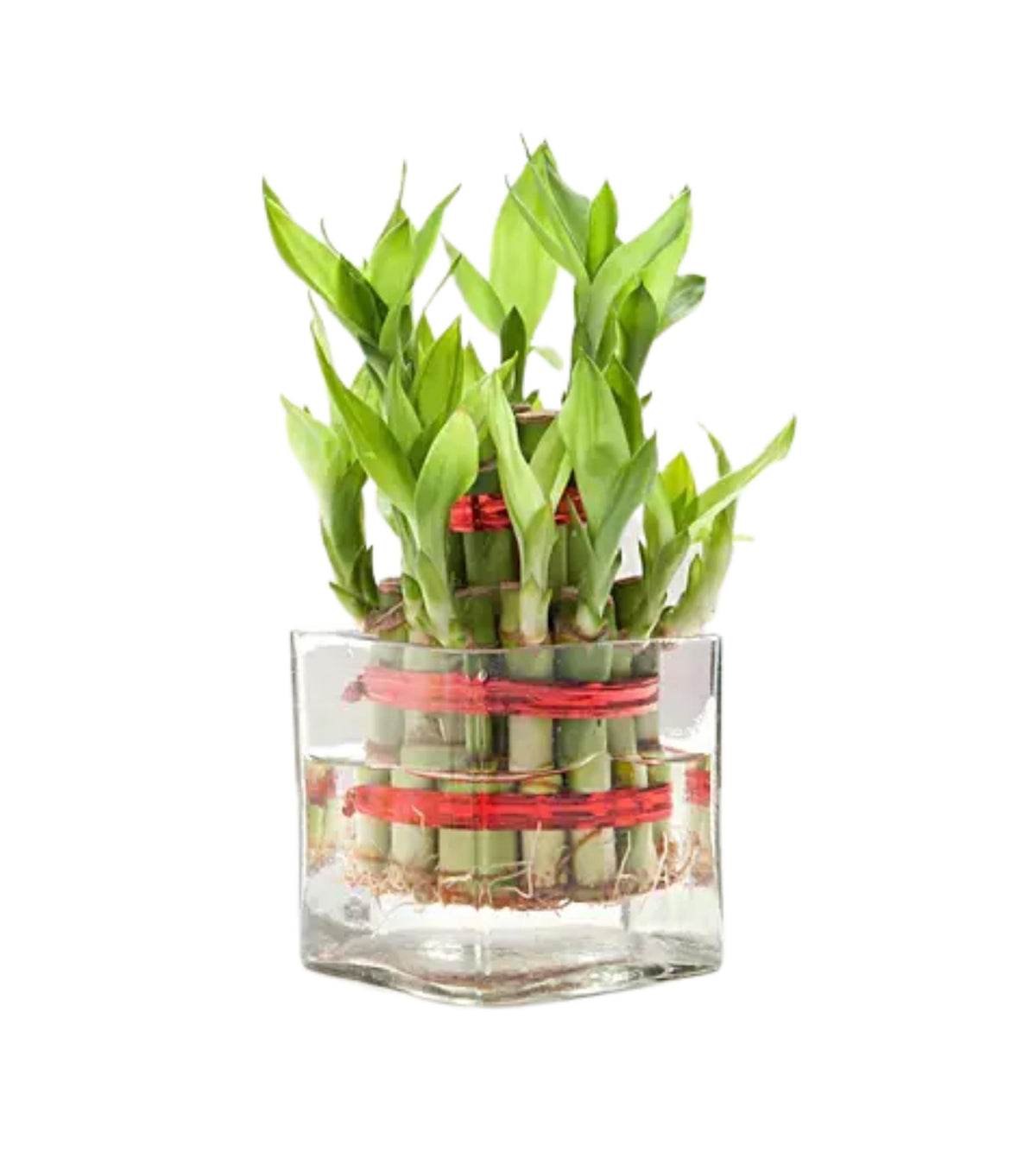 lucky bamboo plant pots Two Layer Lucky Bamboo in Glass pot — Plan A Plant
