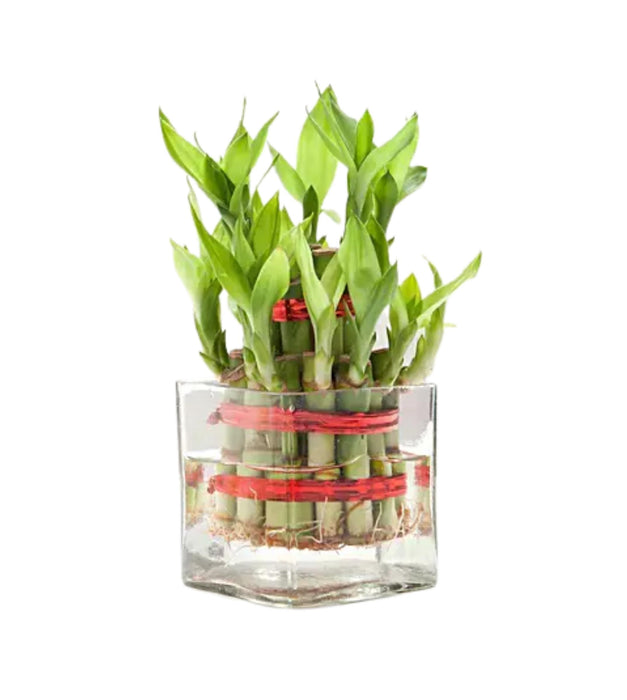 Two Layer Lucky Bamboo in Glass pot