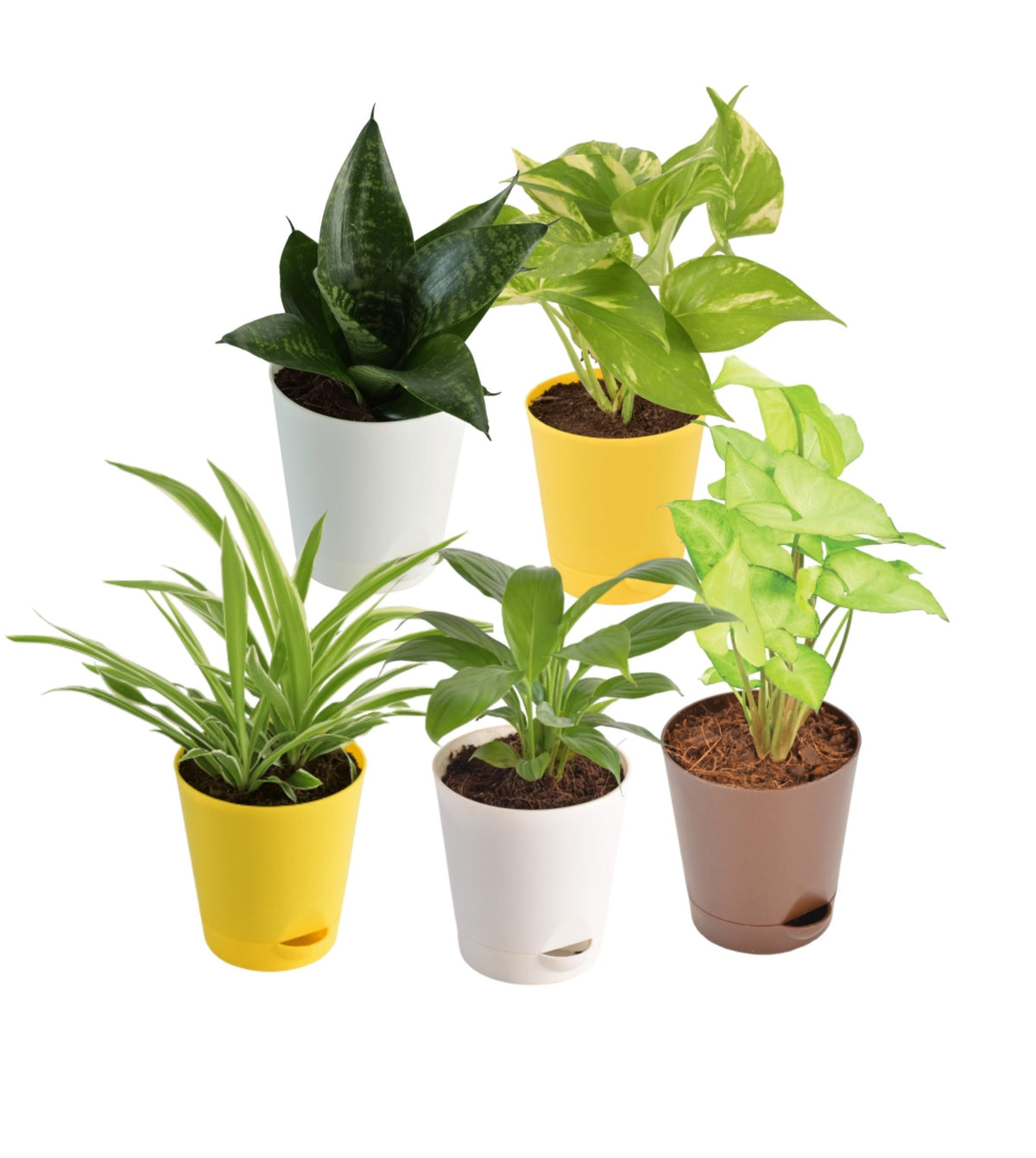 Office Desk plant Pack — Plan A Plant