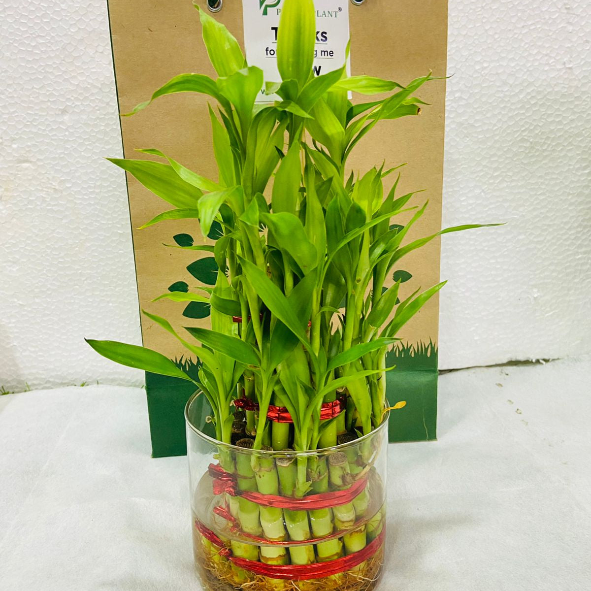 lucky bamboo three stalks 3Layer Lucky Bamboo In Glass Pot — Plan A Plant