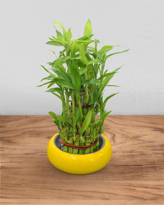 3Layer Lucky Bamboo In Ceramic Pot
