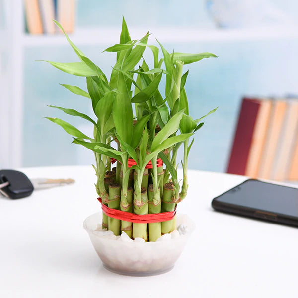 2Layer Lucky Bamboo In Plastic Bowl
