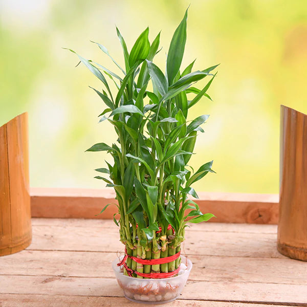 3Layer Lucky Bamboo In Plastic Bowl