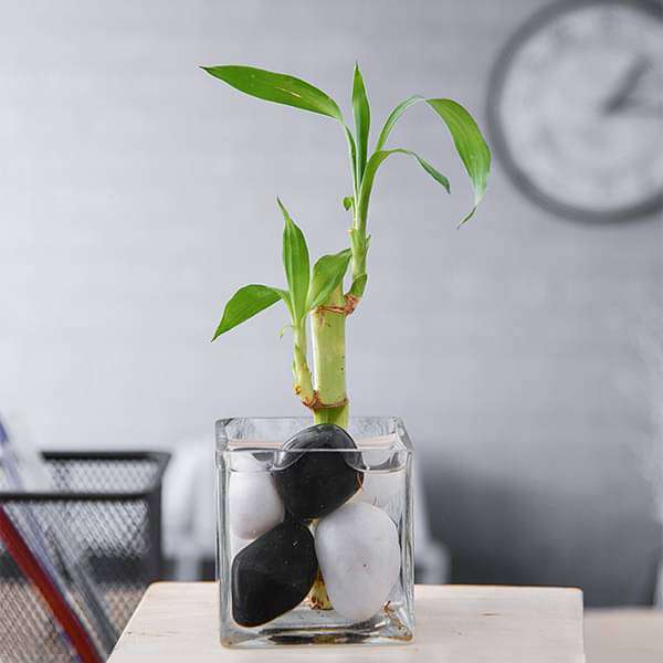 1 Stick Lucky Bamboo In Glass Pot