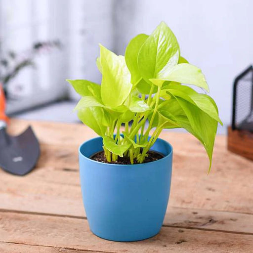 which colour pot is best for money plant Money plant Golden in 4 inch Round pot — Plan A Plant