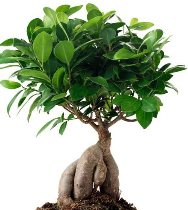 Ficus Bonsai Plant with Self Watering Pot