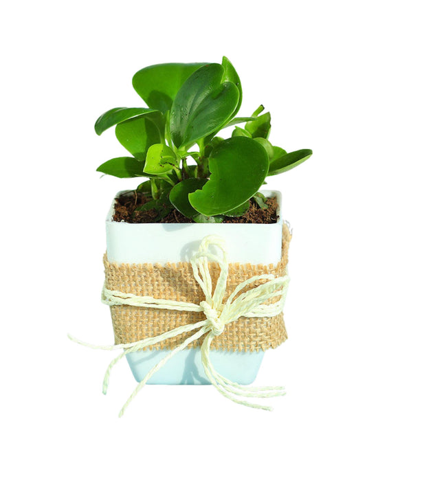 Peperomia Green Wrapped