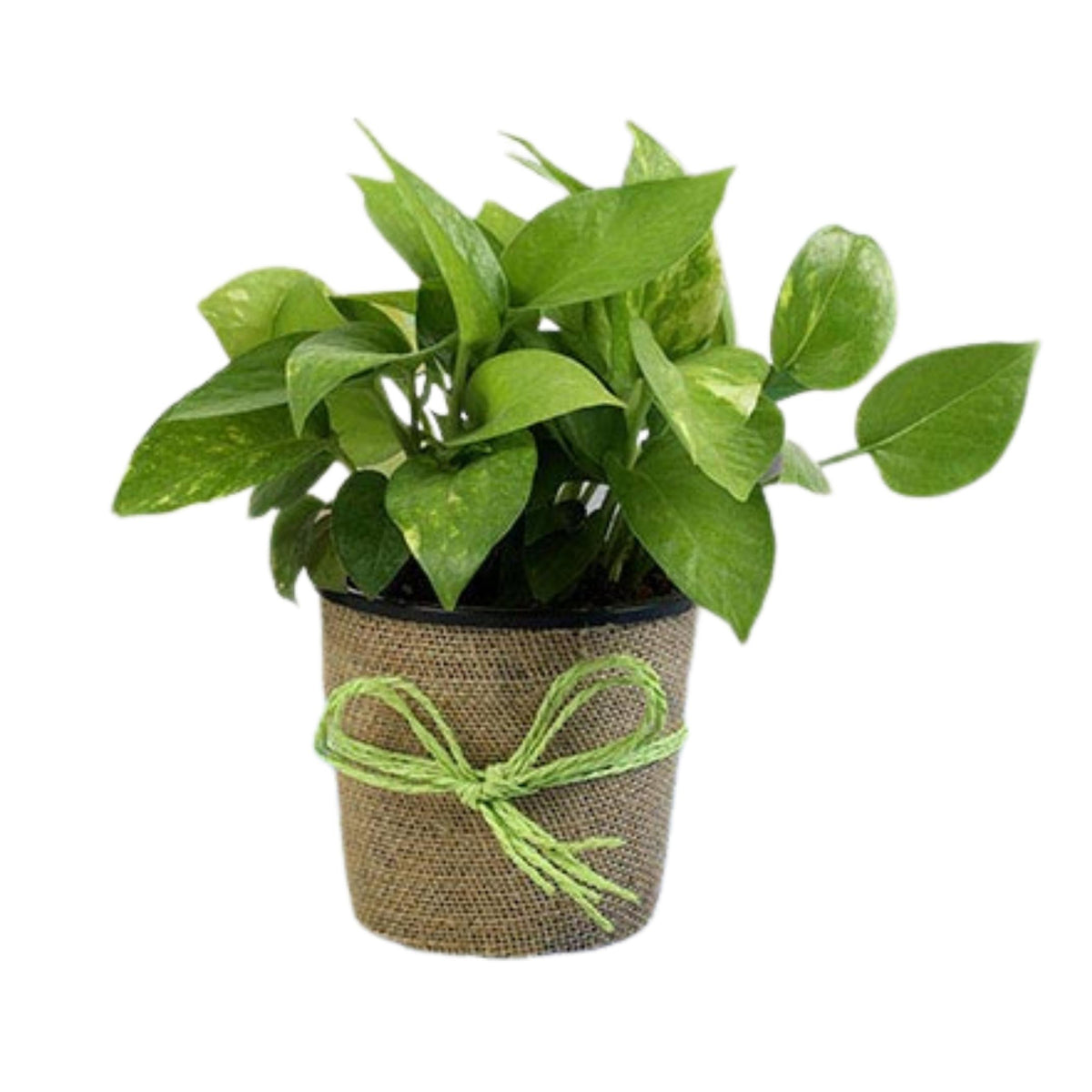 money plant as gift Money Plant Green Jute Wrapped — Plan A Plant