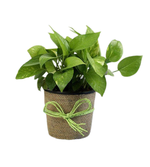 Money Plant Green Jute Wrapped