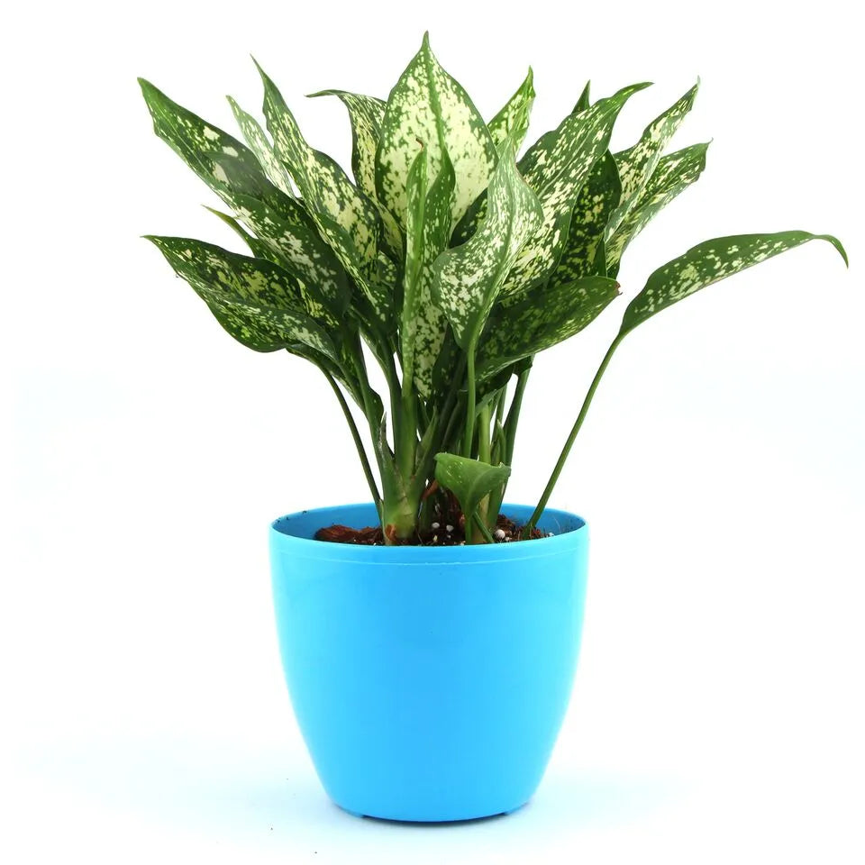 aglaonema snow white price Aglaonema Snow White in Plastic pot — Plan A Plant